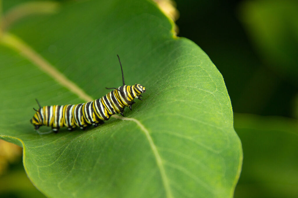 A monarch caterpillar, as part of an analogy for how the pandemic has changed us