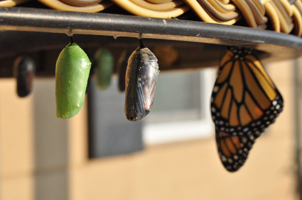 Monarch pupas, as part of an analogy for how the pandemic has changed us