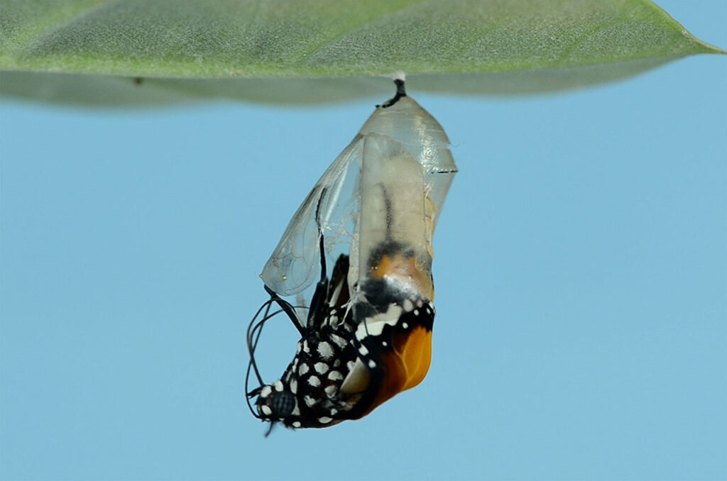 A monarch butterfly coming out of its cocoon, as part of an analogy for how the pandemic has changed us