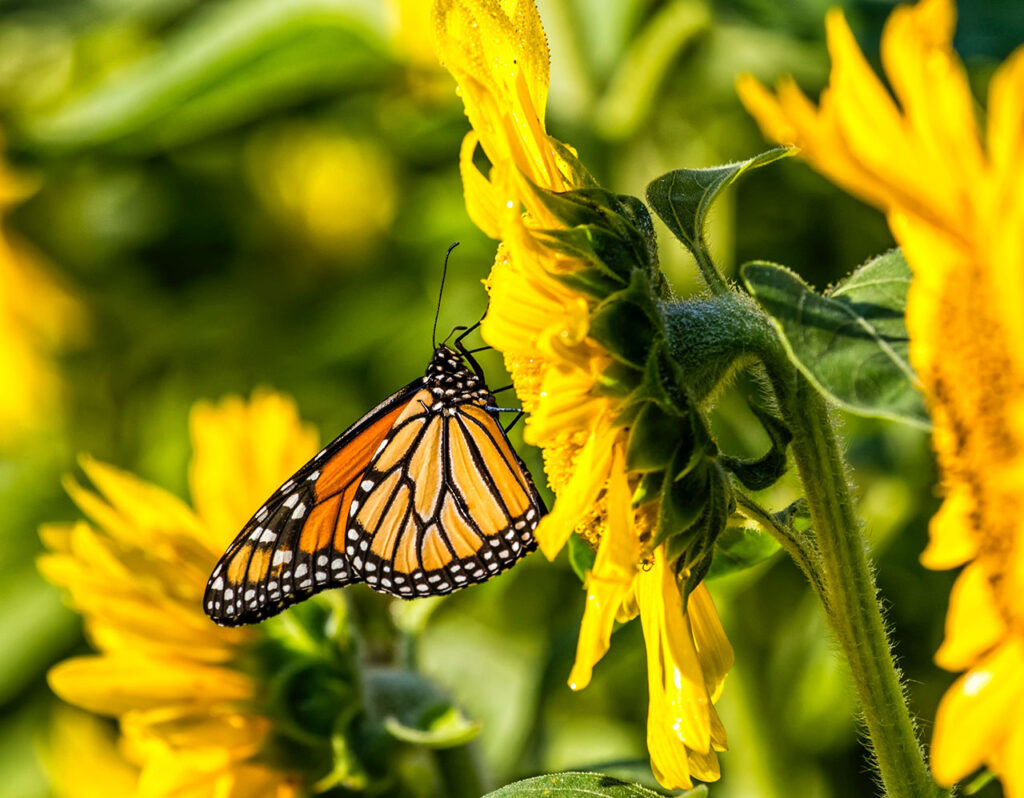 A monarch butterfly, as part of an analogy for how the pandemic has changed us