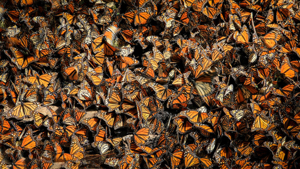 Monarch butterflies en masse