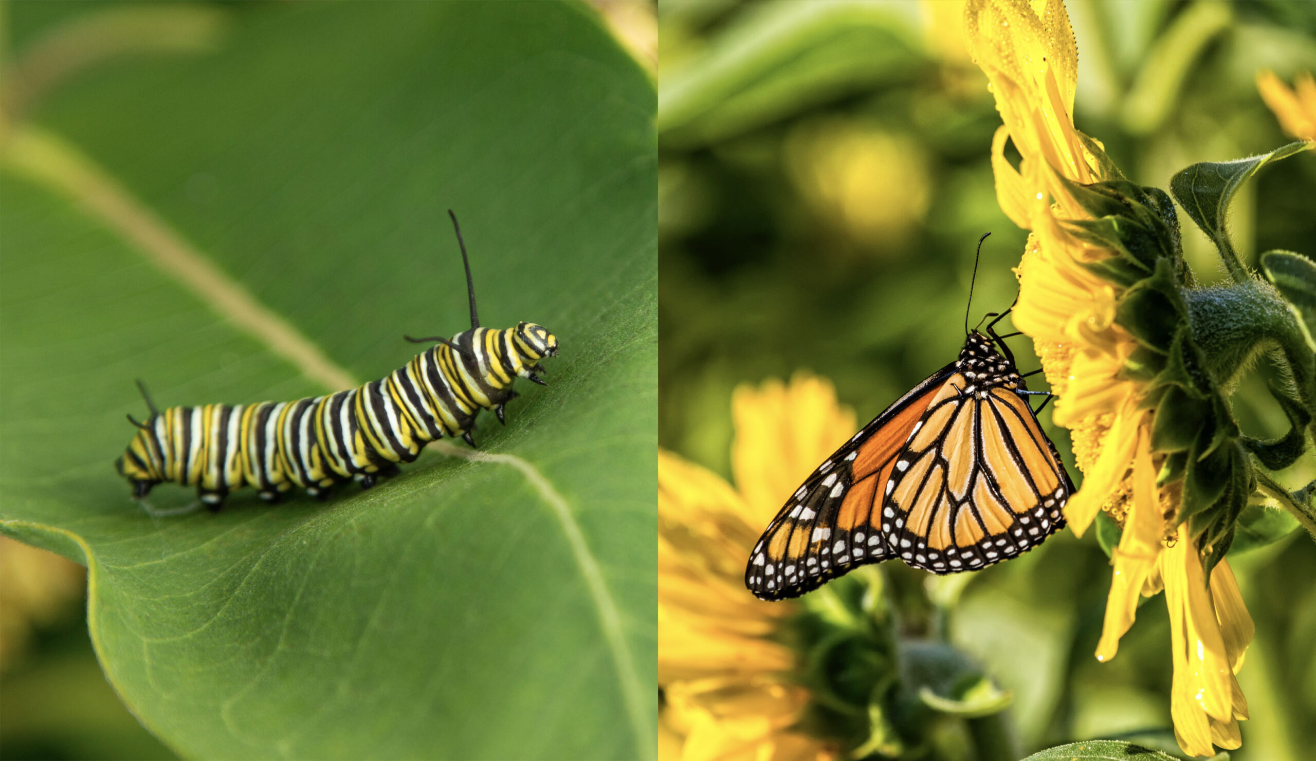 A monarch caterpillar alongside a butterfly, to illustrate how the pandemic has changed us