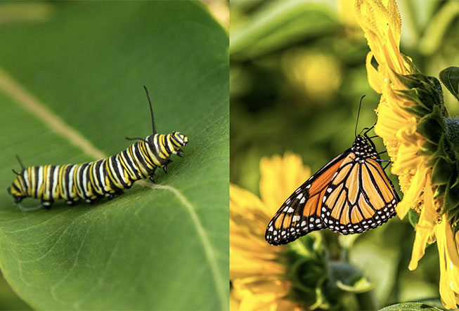 A caterpillar on a leaf alongside a monarch butterfly on a flower